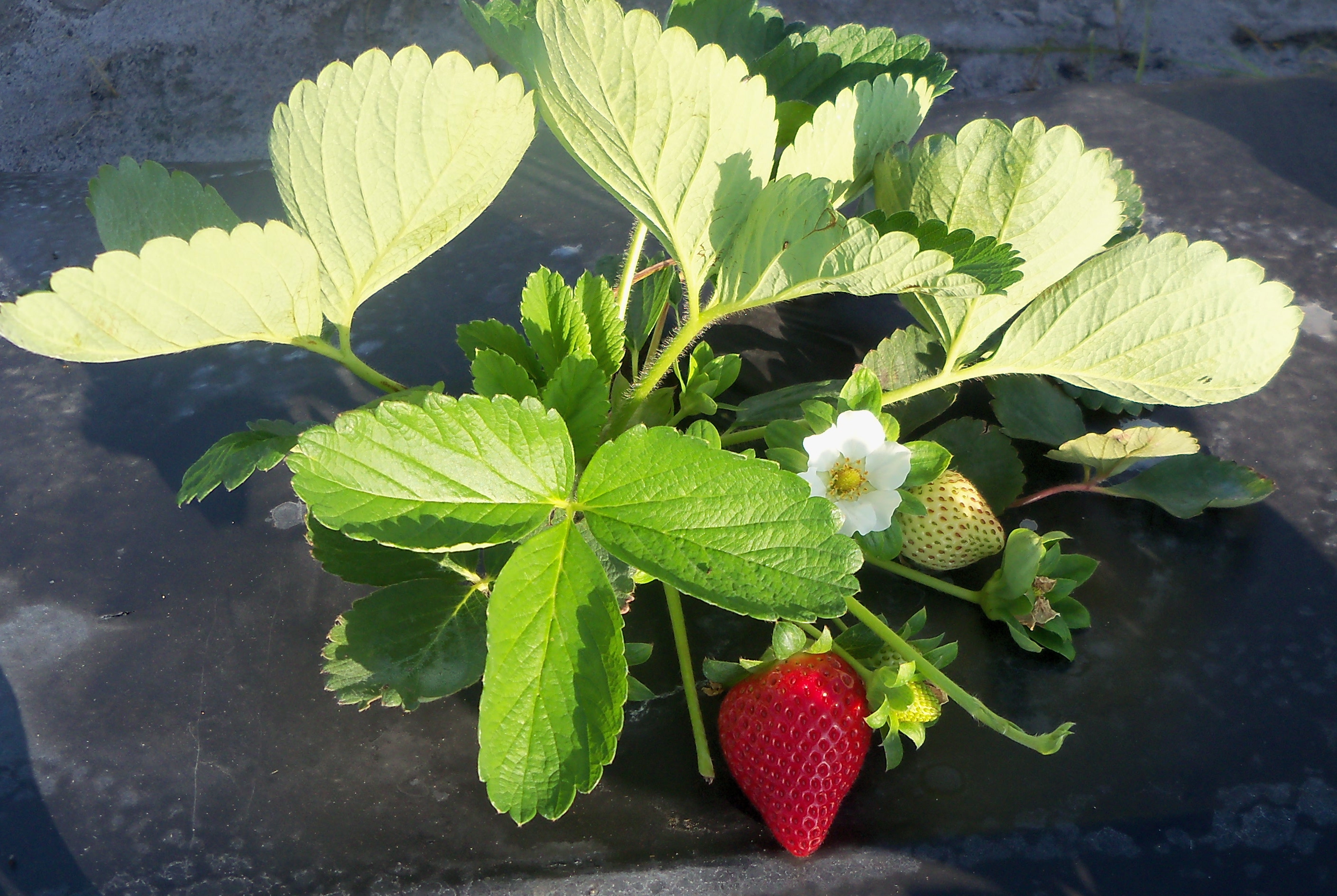 Wish Farms Announces the First Strawberries of the Florida Season